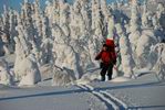 Спуск через заснеженный лес Спуск через заснеженный лес
